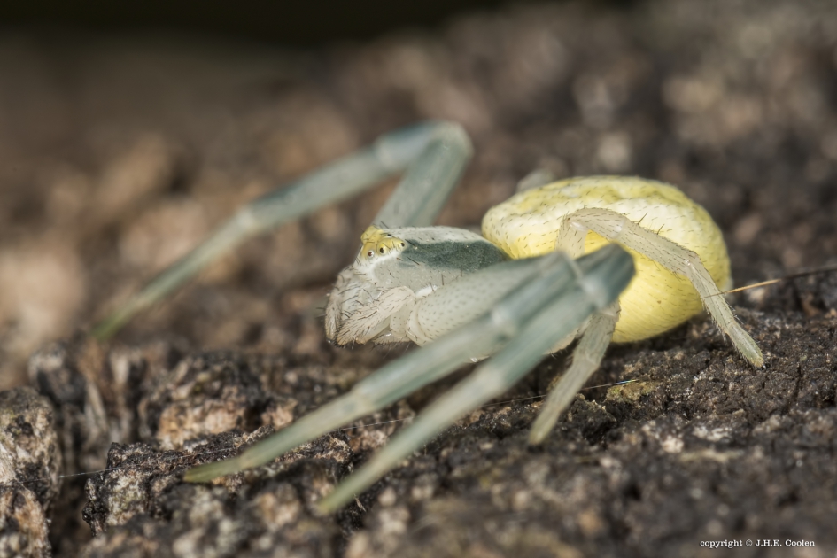 Gewone kameleonspin (Misumena vatia) - Geleedpotigen - Gewone kameleonspin