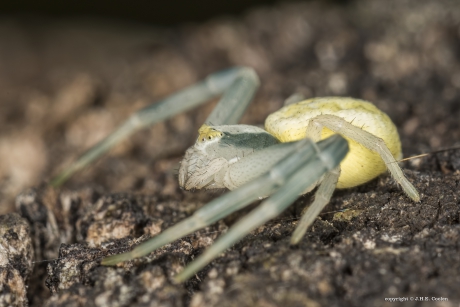 Gewone kameleonspin (Misumena vatia)