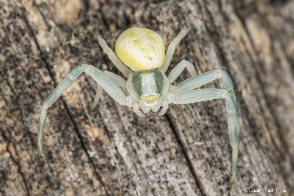 Gewone kameleonspin (Misumena vatia) - Geleedpotigen - Gewone kameleonspin