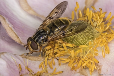 Gewone kopermantel (Ferdinandea cuprea)