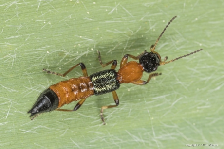 Gewone oeverkortschildkever (Paederus riparius)