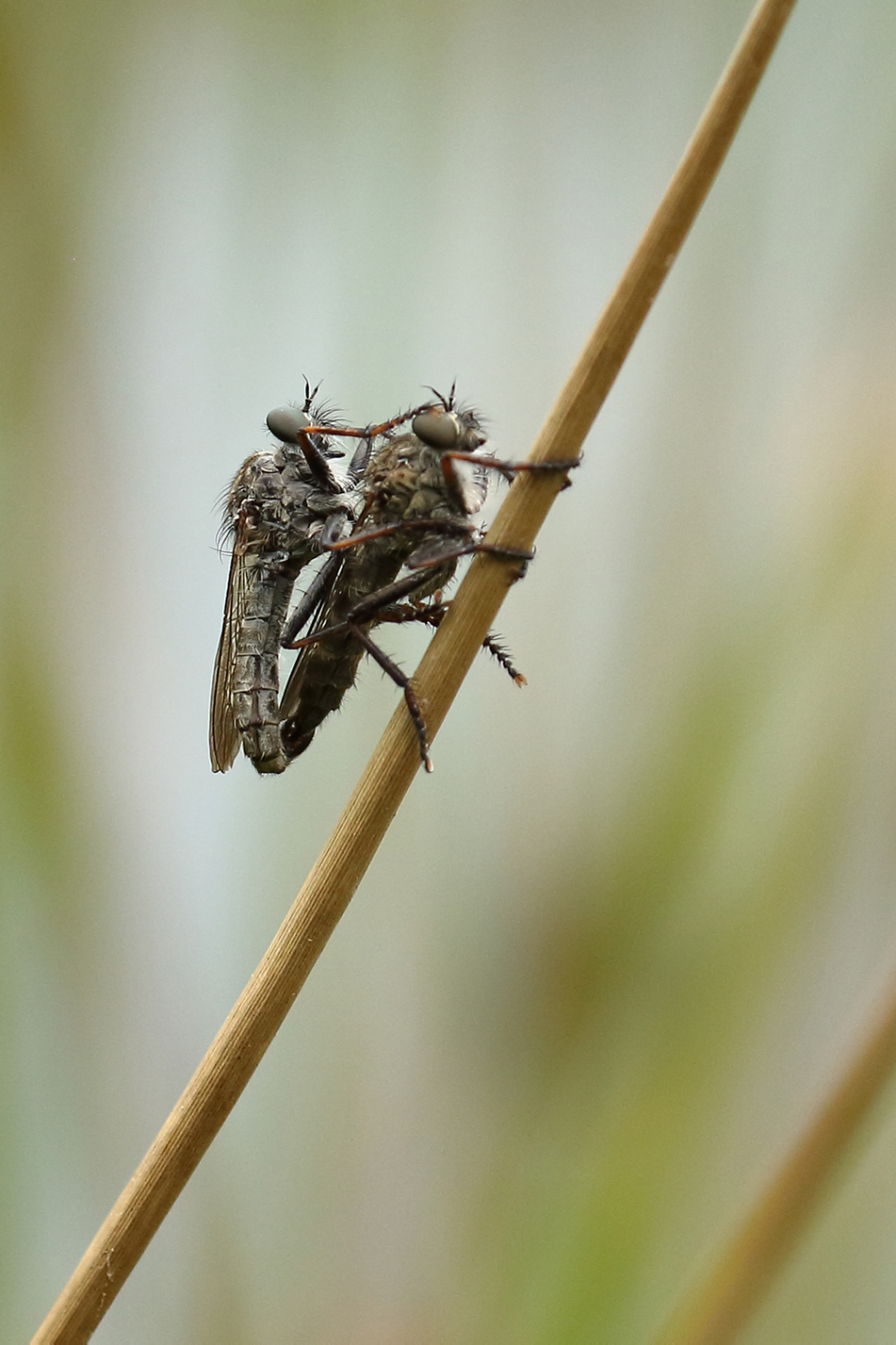 gewone roofvlieg m+v - Geleedpotigen - 