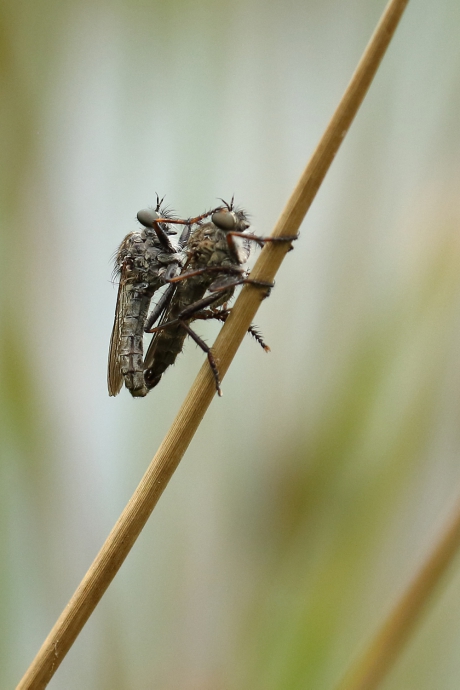 gewone roofvlieg m+v