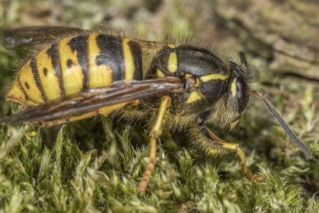 Gewone wesp (Vespula vulgaris)