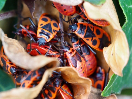 Gezellig op een kluitje