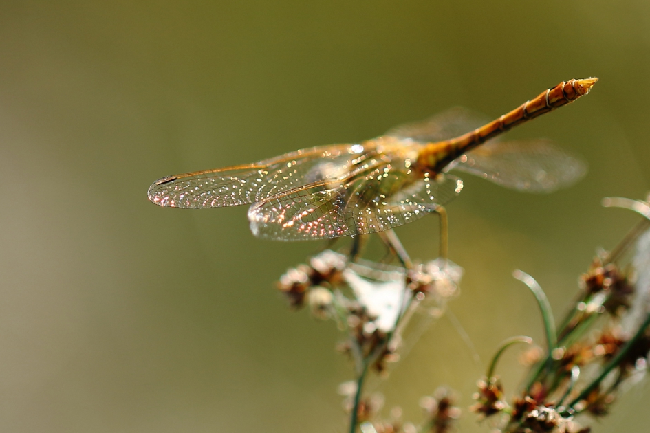 gouden gloed - Geleedpotigen - 