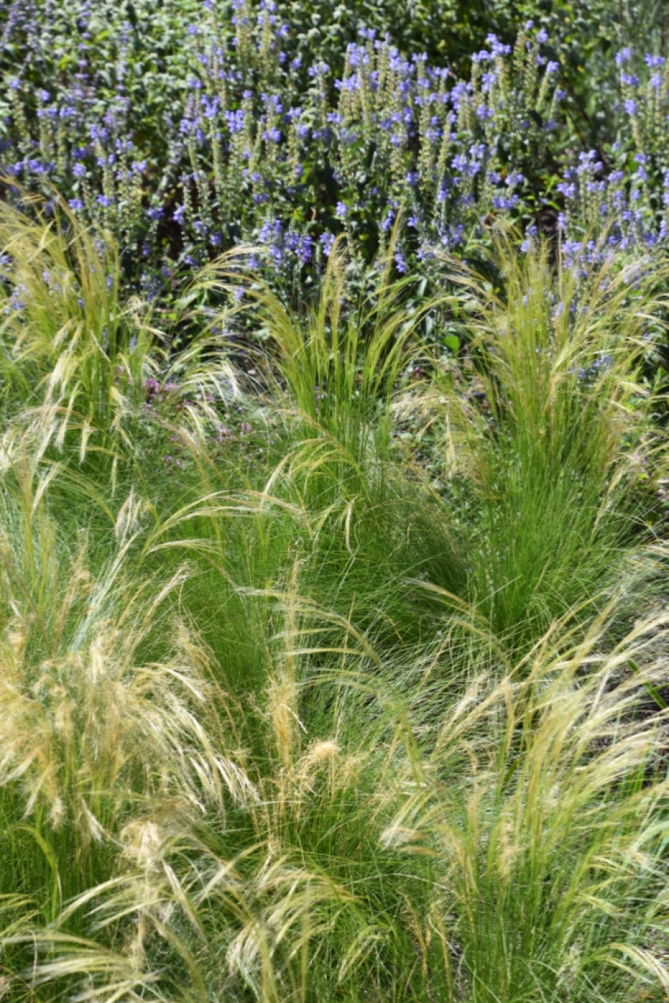 Graspluimen - Planten - 