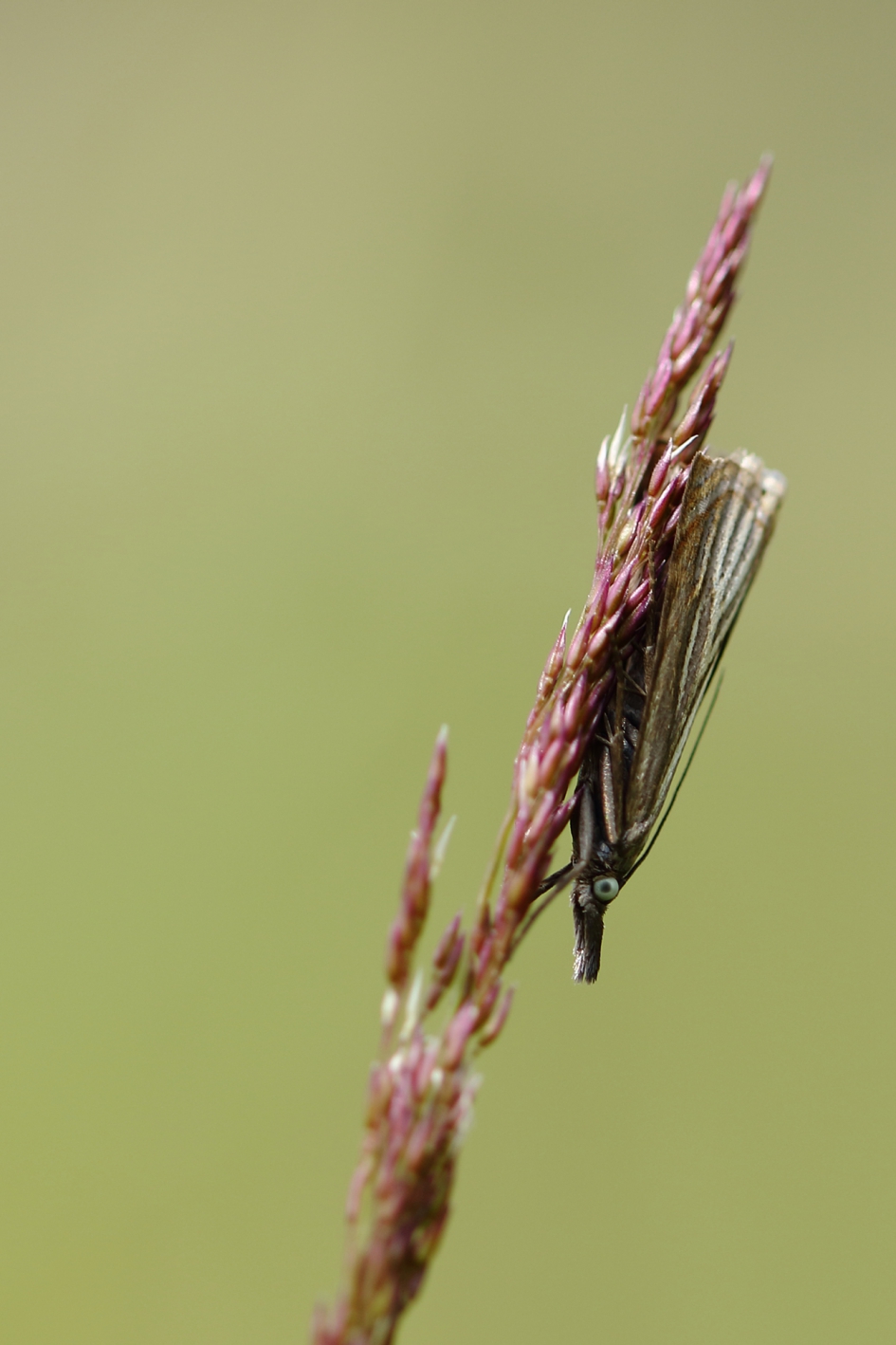 grasmot - Geleedpotigen - 