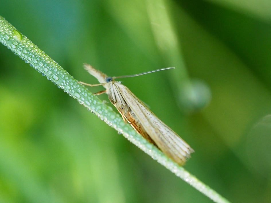 Grasmot in de dauw - Geleedpotigen - Blauwoog grasmot