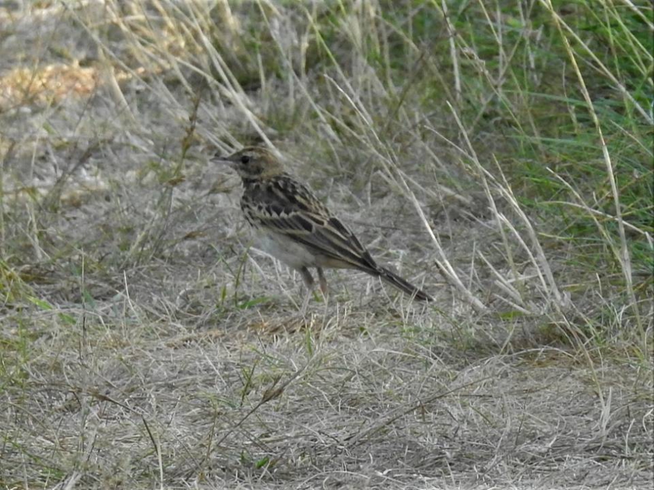 Graspieper - Vogels - Graspieper