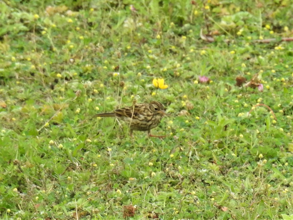 Graspieper - Vogels - Graspieper