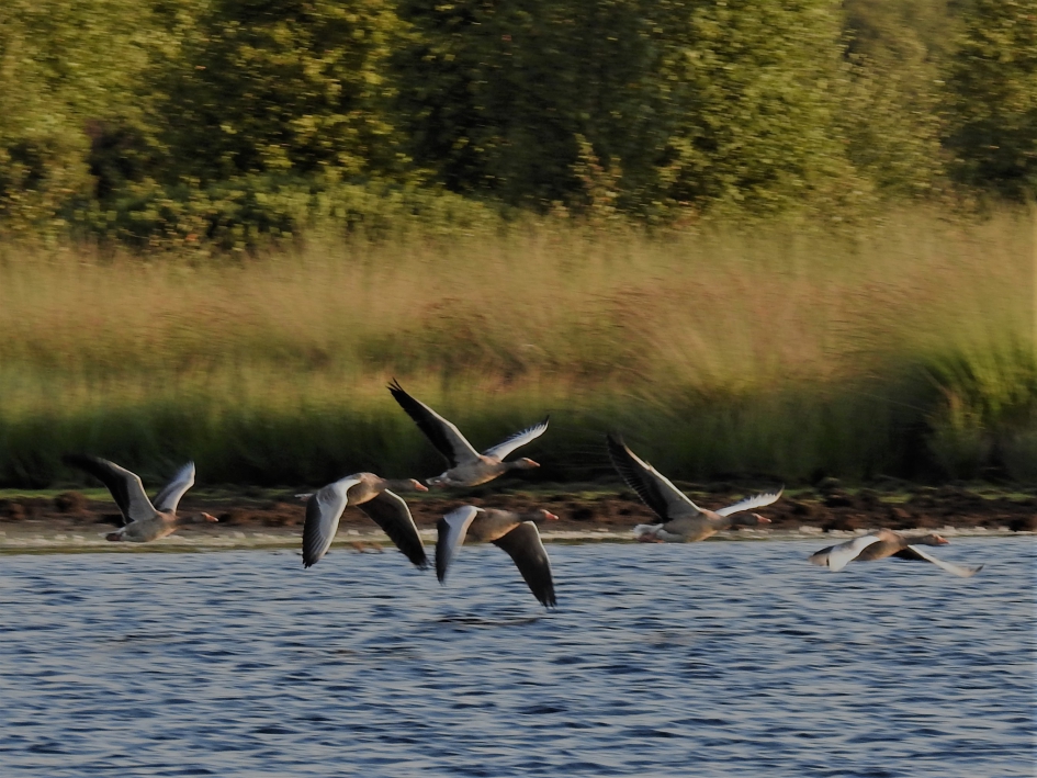 Grauwe ganzen tegen de avond - Vogels - Grauwe gans