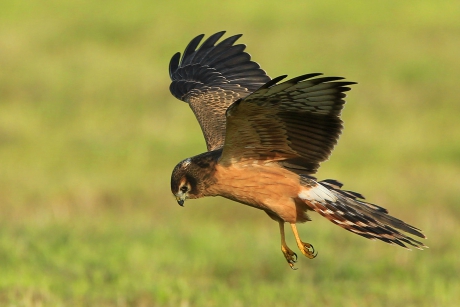 Grauwe Kiekendief II