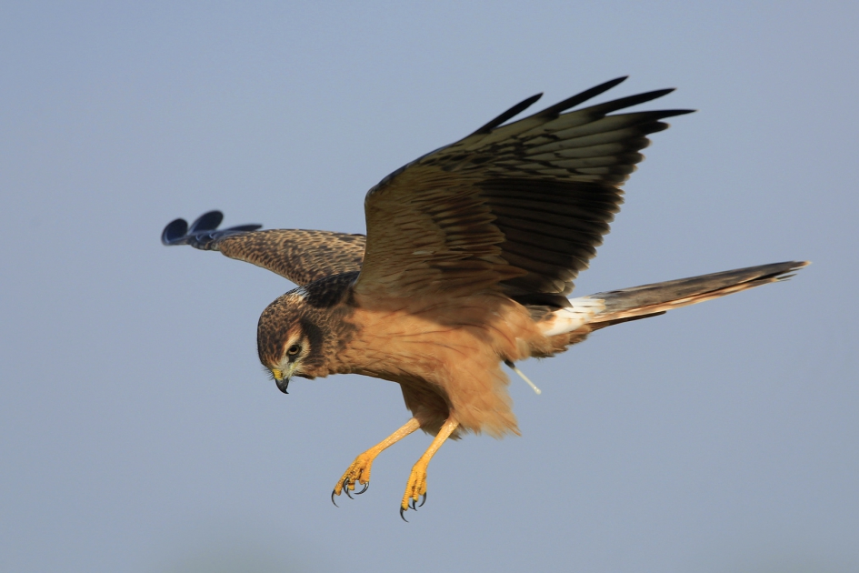 Grauwe Kiekendief III - Vogels - Grauwe Kiekendief