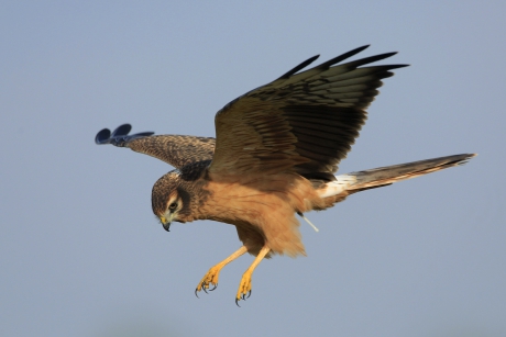 Grauwe Kiekendief III