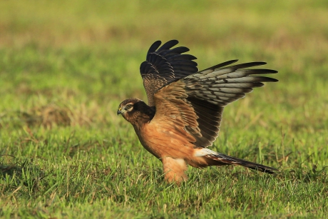 Grauwe Kiekendief IV