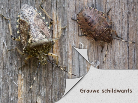 Grauwe schildwants en nimf