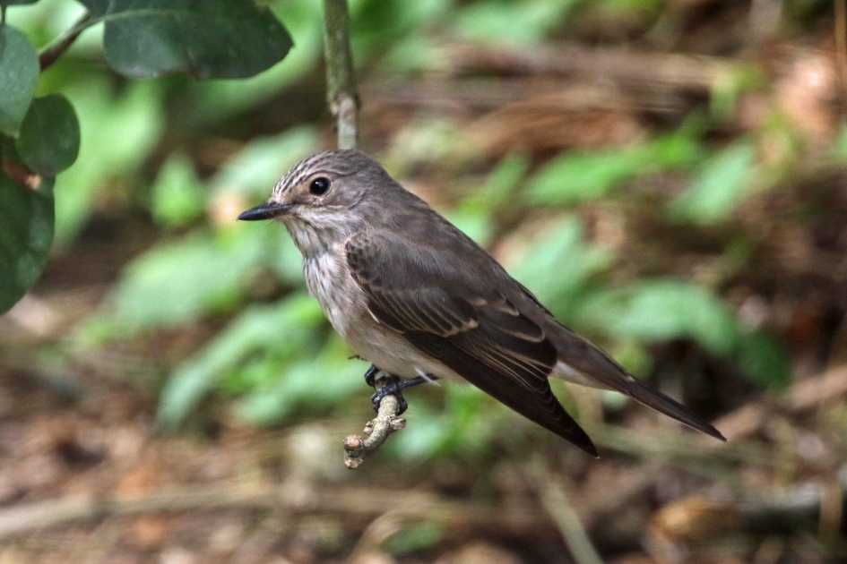 Grauwe vliegenvanger - Vogels - 
