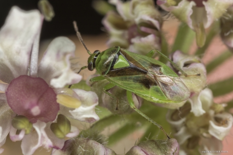 Groene dwergschaduwwants (Orthops campestris)