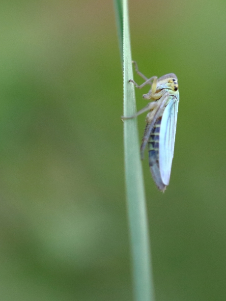 groene rietcicade