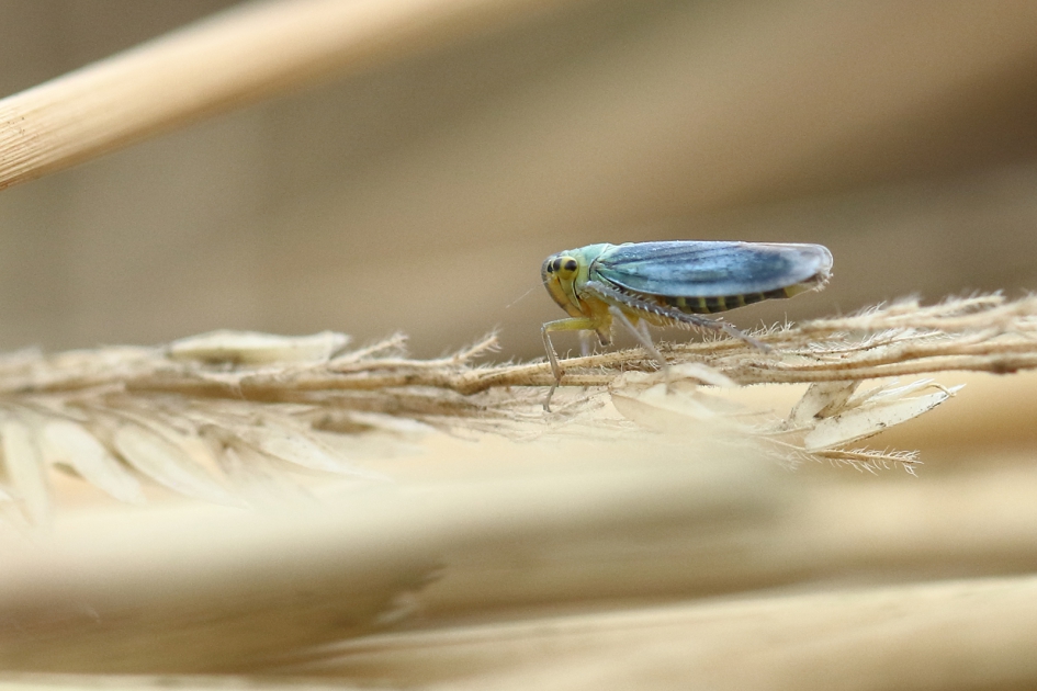 groene rietcicade - Geleedpotigen - 