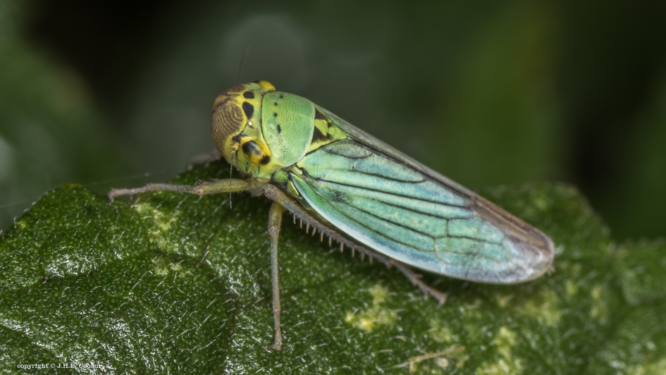 Groene rietcicade (Cicadella viridis) - Geleedpotigen - Groene rietcicade