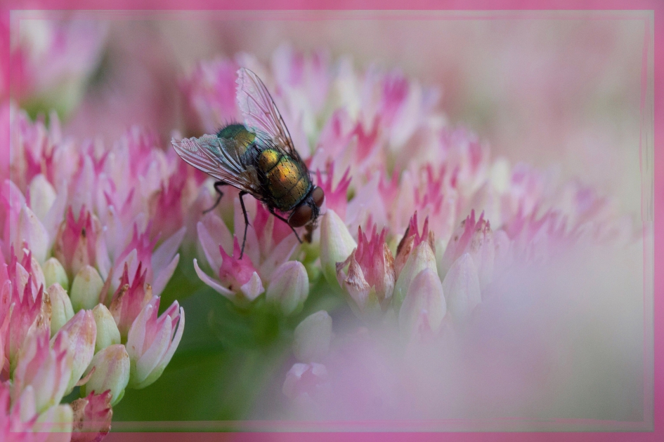 Groene vlieg op Hemelsleutel - Planten - 