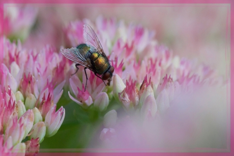 Groene vlieg op Hemelsleutel
