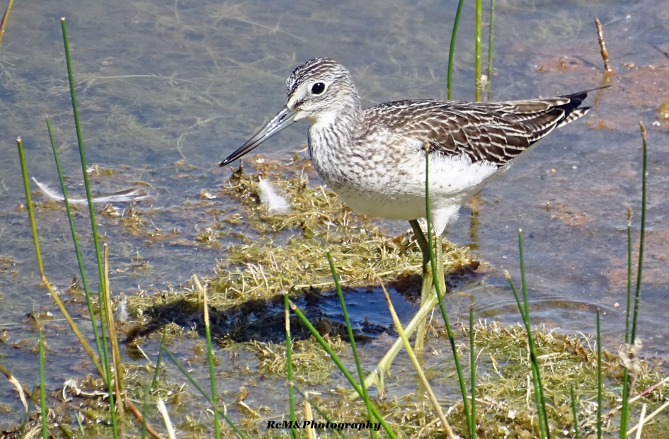 Groenpootruiter. - Vogels - Groenpootruiter.