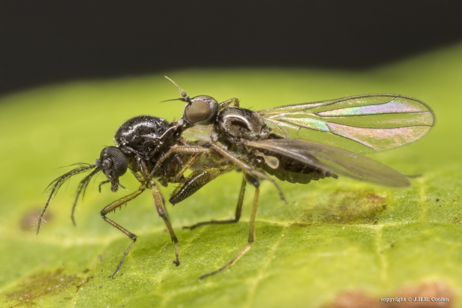 Groot gevecht.... - Geleedpotigen - Bocheldansvliegen (de rover)