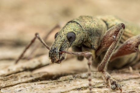 Grote bladsnuitkever (Phyllobius glaucus)