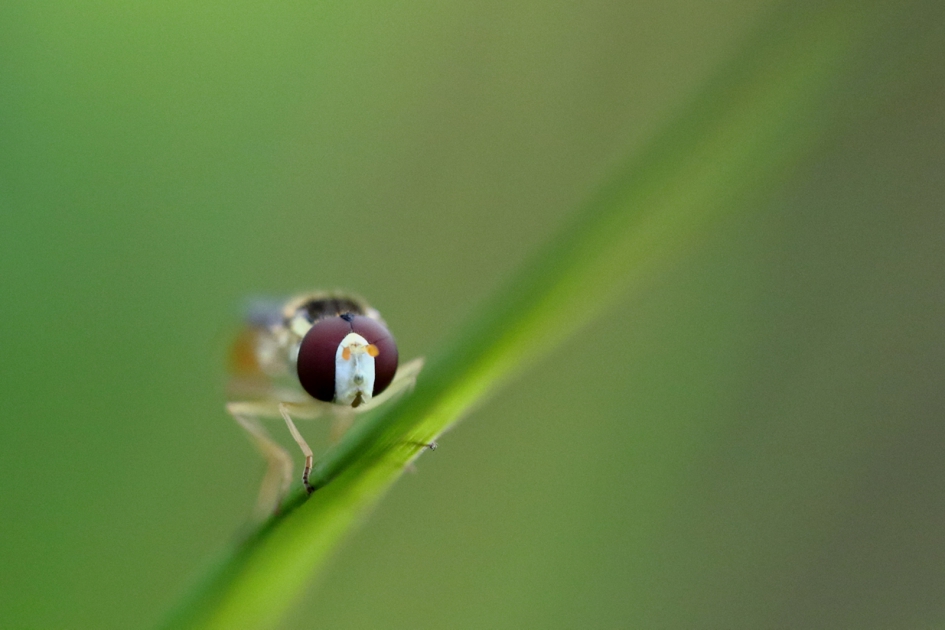 grote langlijf - Geleedpotigen - 