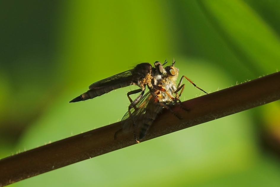 Paar - Geleedpotigen - Grote roofvlieg