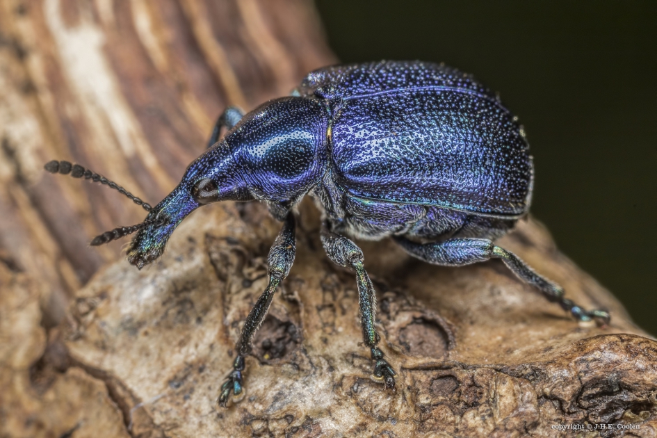 Grote sigarenmaker (Byctiscus betulae) - Geleedpotigen - Grote sigarenmaker