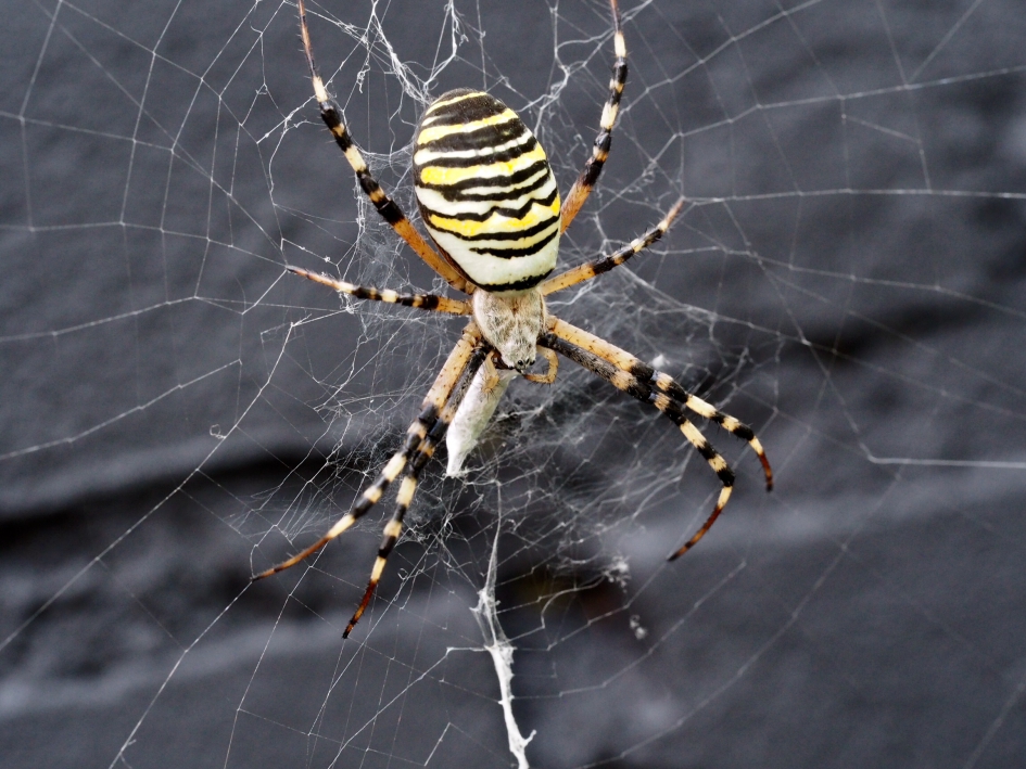 Grote spin, kleine oogjes - Geleedpotigen - Tijger- of wespenspin, vrouwtje