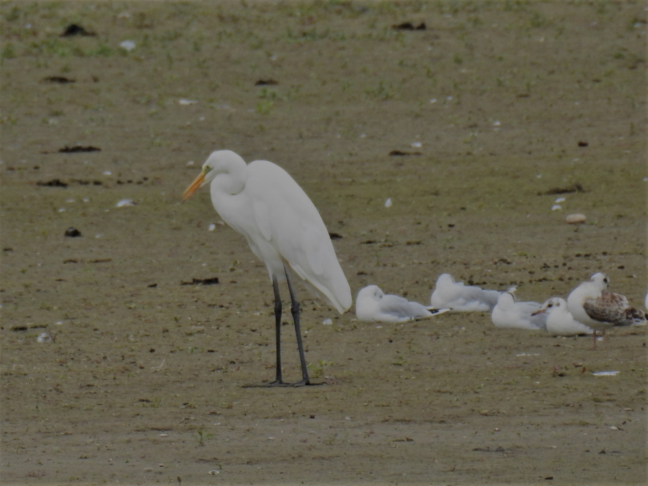 Grote zilverreiger - Vogels - Grote Zilverreiger