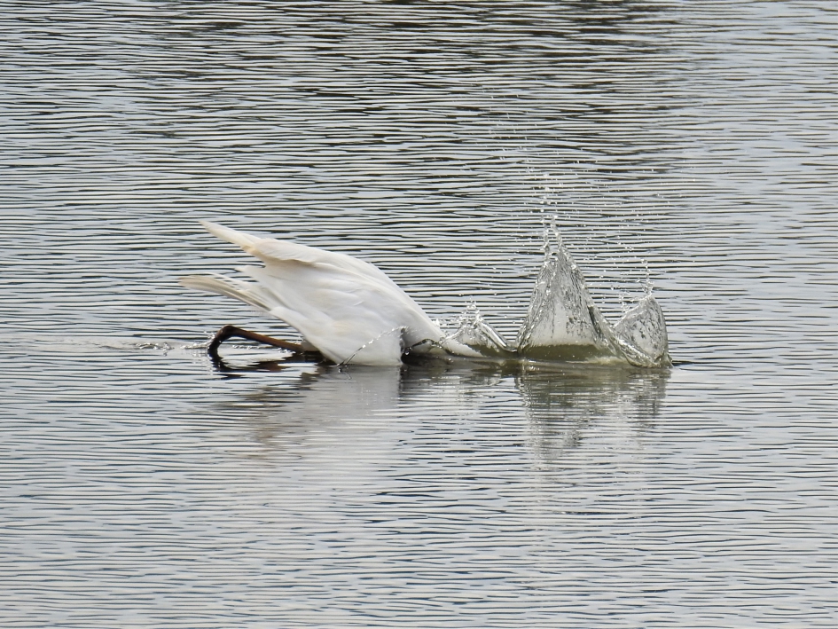 Grote zilverreiger vangt prooi deel 1 - Vogels - Grote Zilverreiger