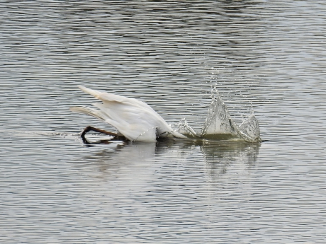 Grote zilverreiger vangt prooi deel 1