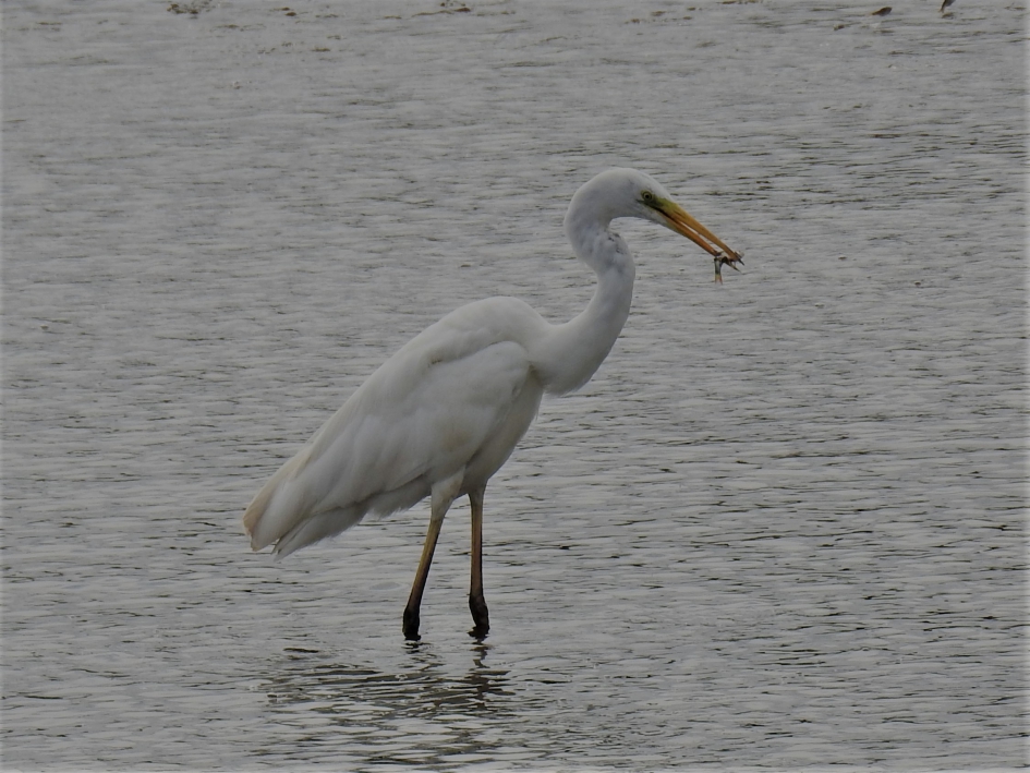 Grote zilverreiger vangt prooi deel 2 - Vogels - Grote Zilverreiger