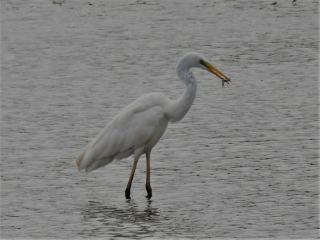 Grote zilverreiger vangt prooi deel 2