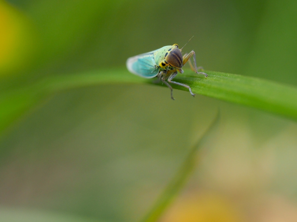 Guitig - Geleedpotigen - Groene rietcicade