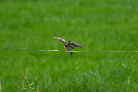 Hallo honger, waar blijft het eten?
