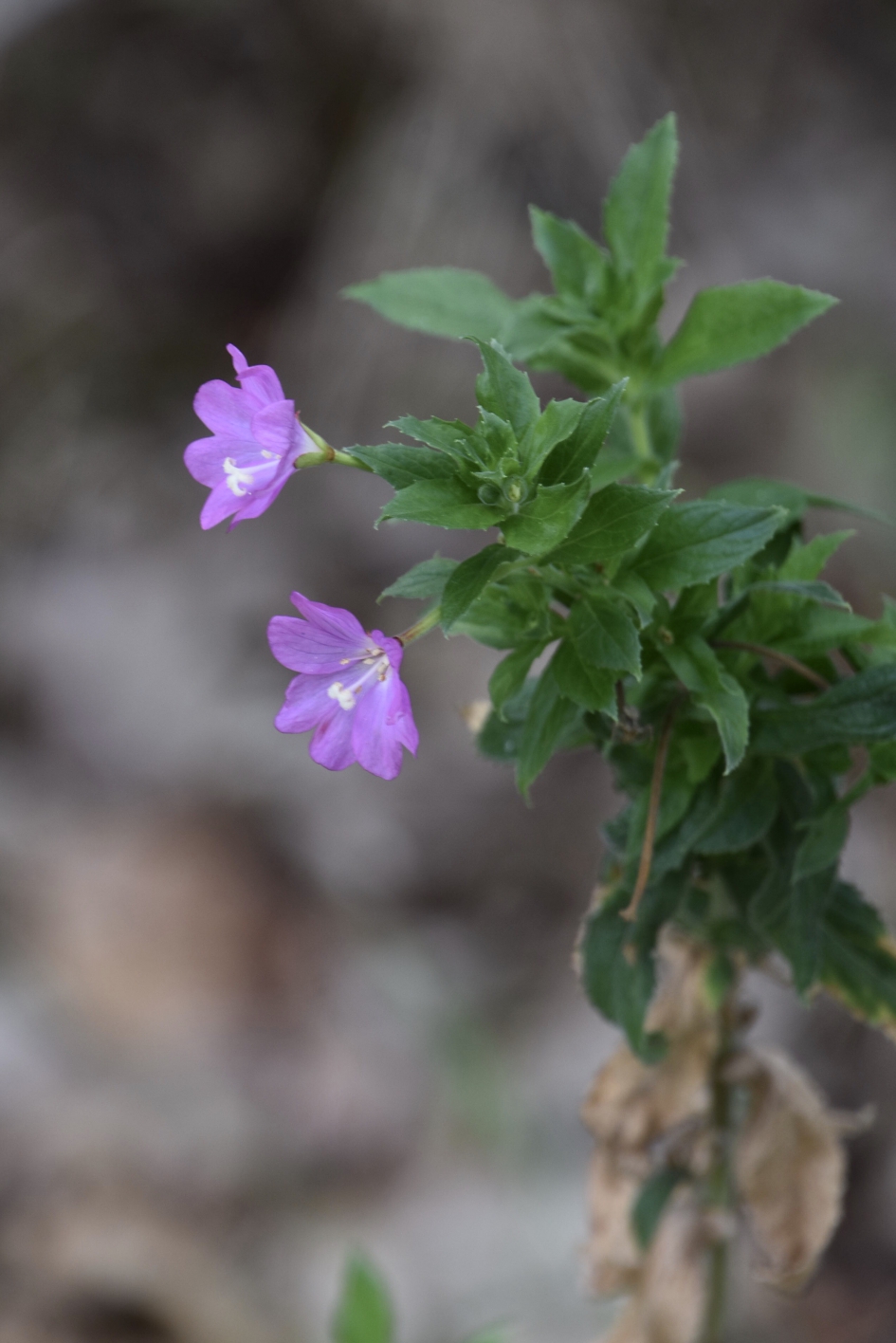 Harig wilgenroosje - Planten - 