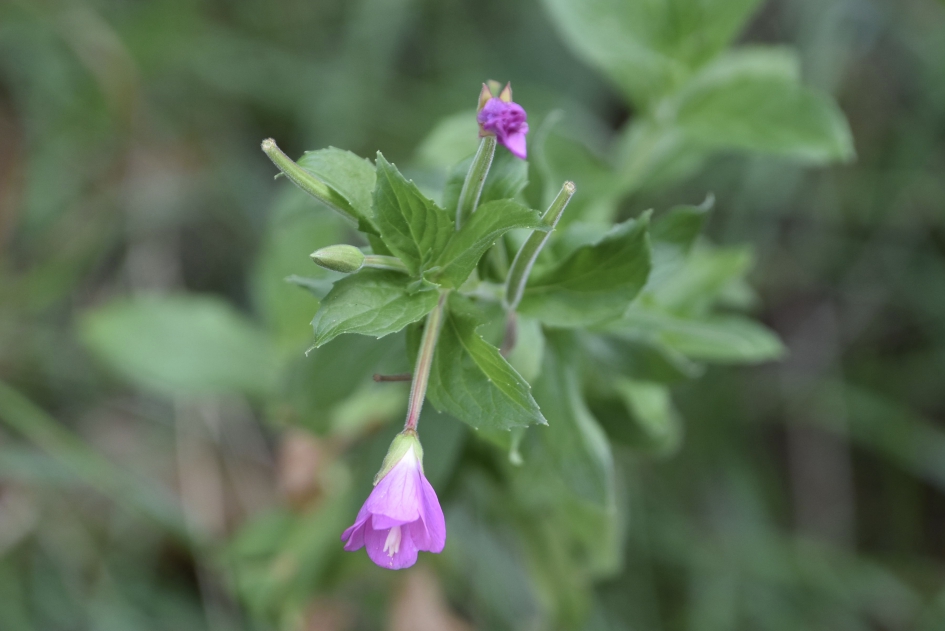 Harig wilgenroosje - Planten - 