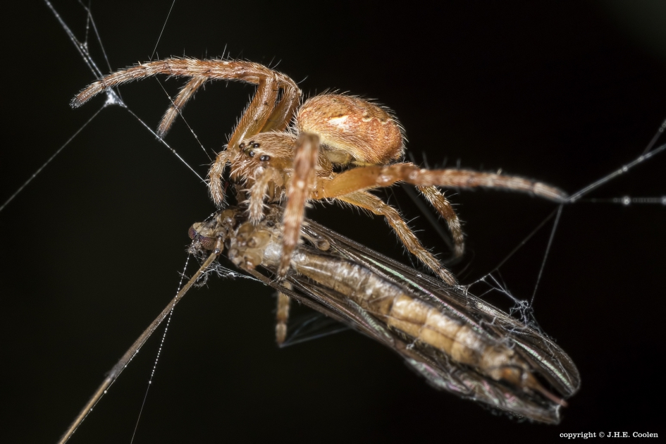 Hebbes - Geleedpotigen - spin