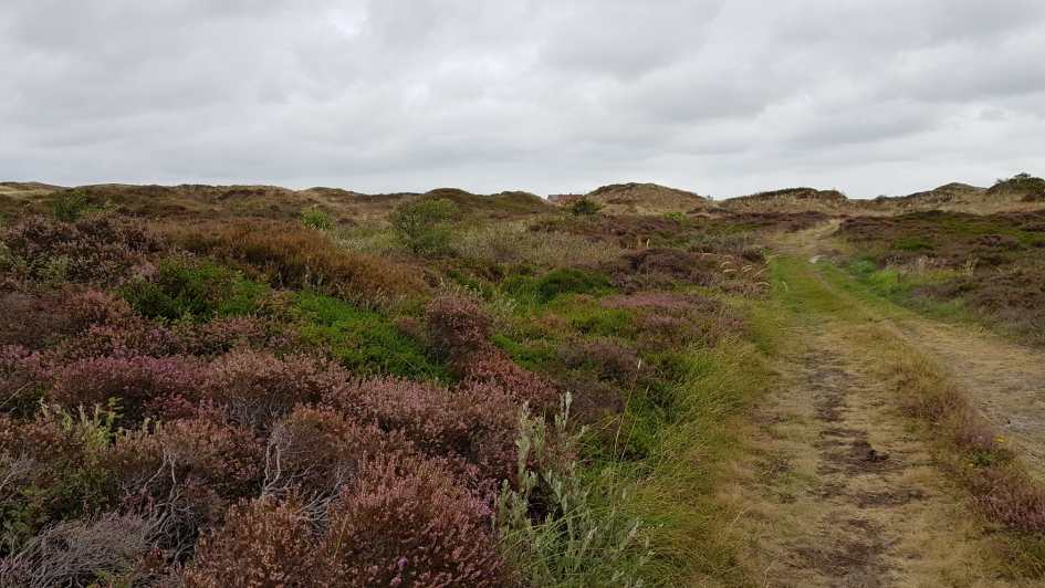 Heide - Weer en landschap - Heide