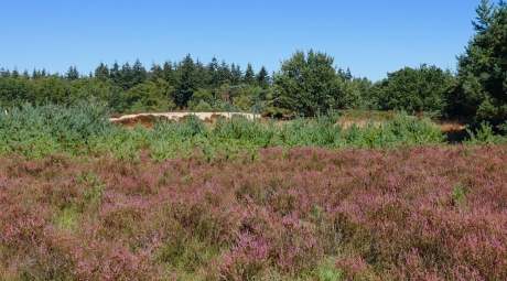 Heide in bloei