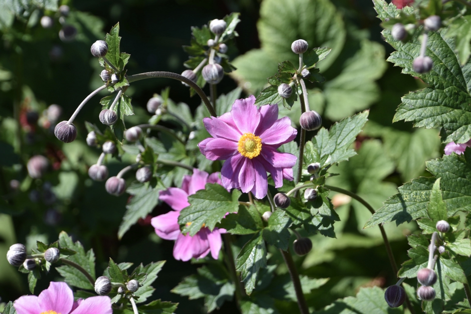 Herfstanemoon - Planten - 