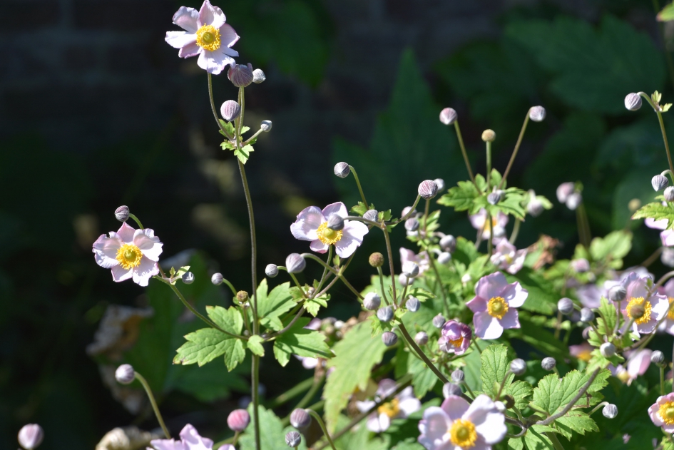 Herfstanemoon - Planten - 