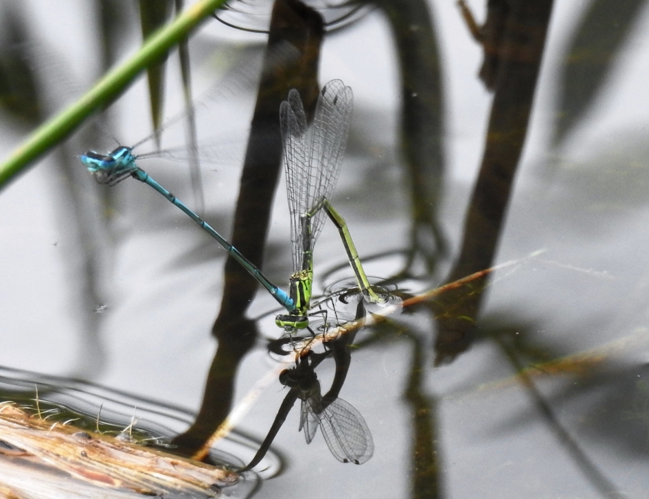Het afzetten van de eitjes na de paring van de Azuurwaterjuffer - Geleedpotigen - Azuurwaterjuffer
